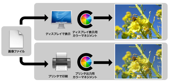 コンピュータ側（OSや、各種グラフィック系アプリケーション）では、色の管理に関する設定（カラーマネジメント）を行っています